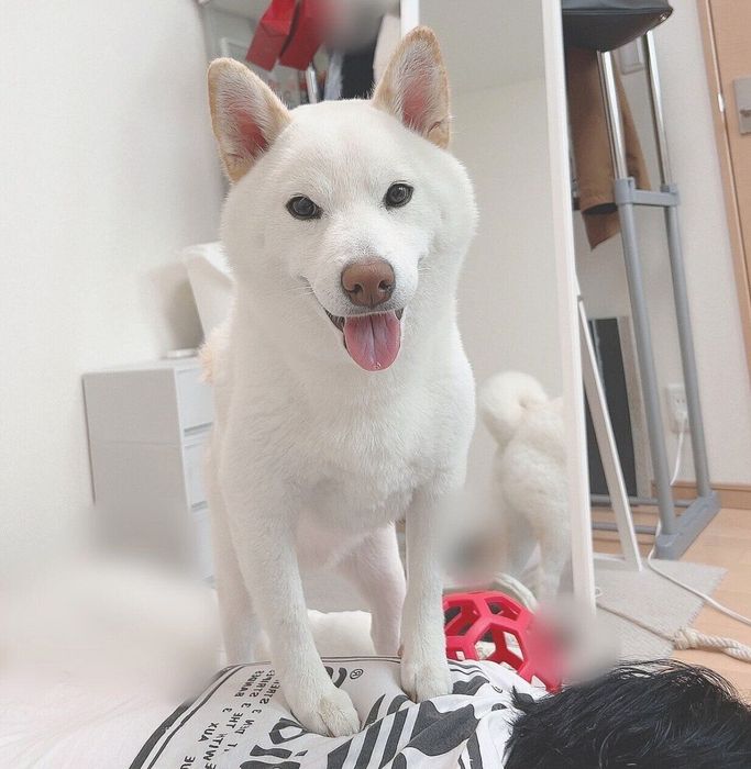 弟さんの背中に乗るもち吉くん