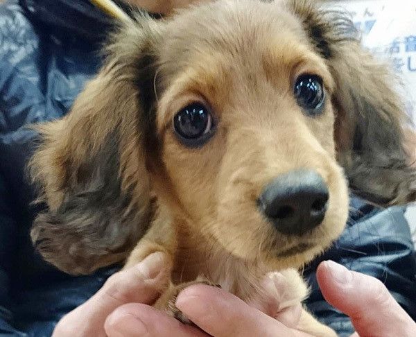 見つめるミニチュアダックスフンド