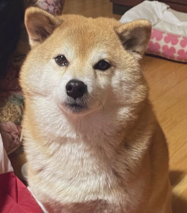 現在のエマちゃん