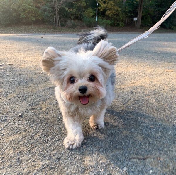 お散歩を楽しむぽたちゃん