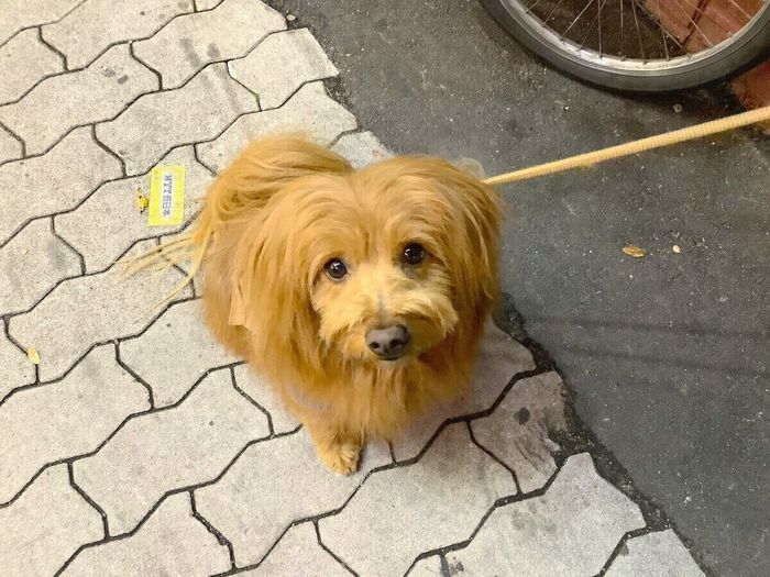 連載「こぐま犬てんすけ」