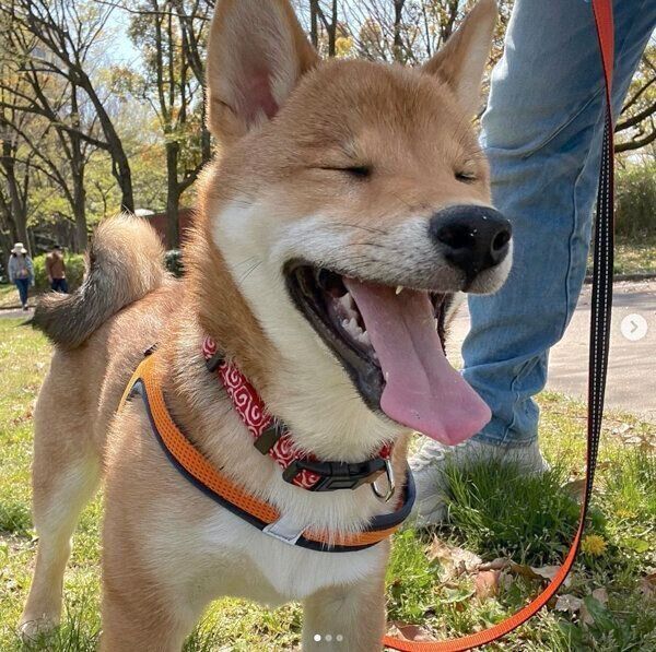 お散歩を楽しむちまきくん