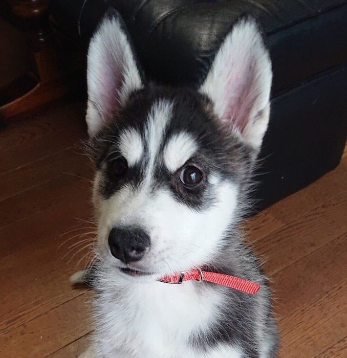 生後2カ月のロイくん