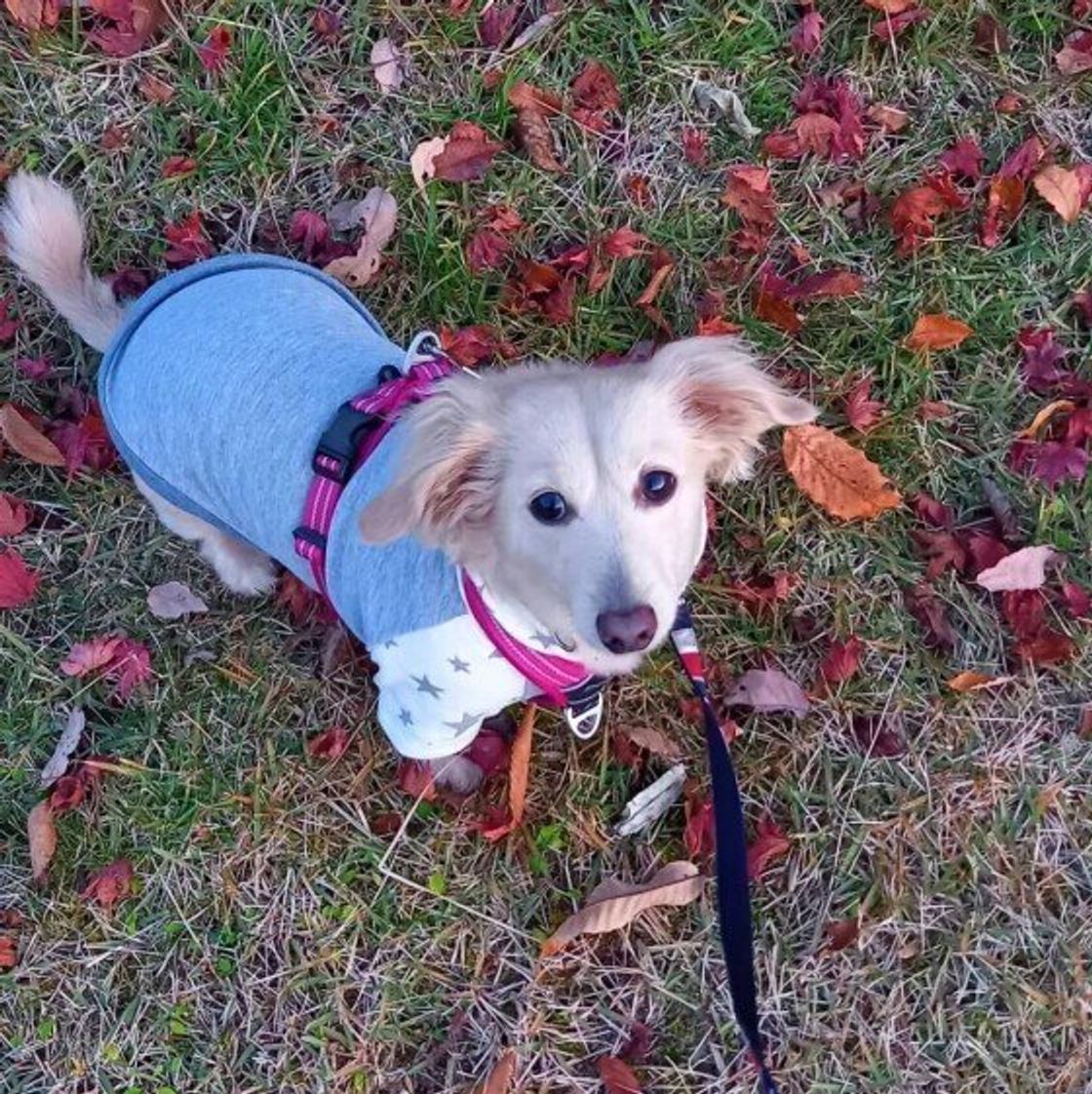 犬が四足歩行なのはなぜ 今さら聞けない犬の体にまつわる 素朴な疑問 いぬのきもちweb Magazine 犬が四足歩行なのはなぜ 今さら聞けない犬の体にまつわる 素朴な疑問 いぬのきもちweb Magazine