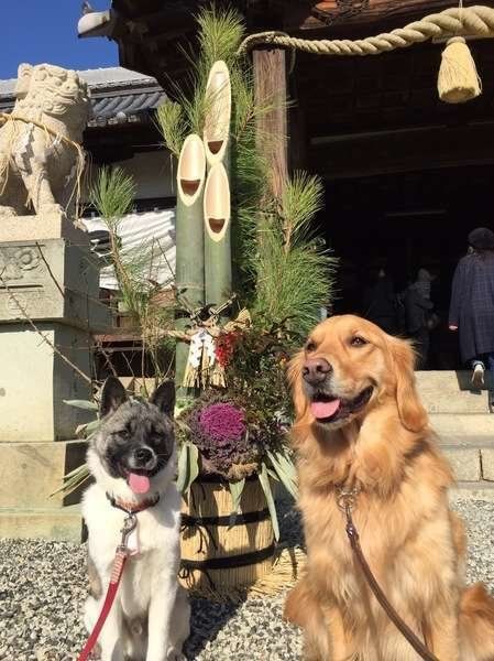 ゴールデン・レトリーバー