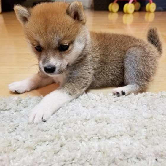 家族になった日