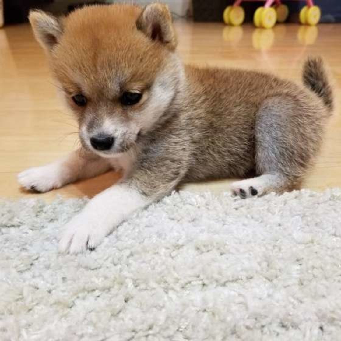 犬との暮らしが向いていない人 3つの特徴 いぬのきもちweb Magazine 犬との暮らしが向いていない人 3つの特徴 いぬのきもちweb Magazine