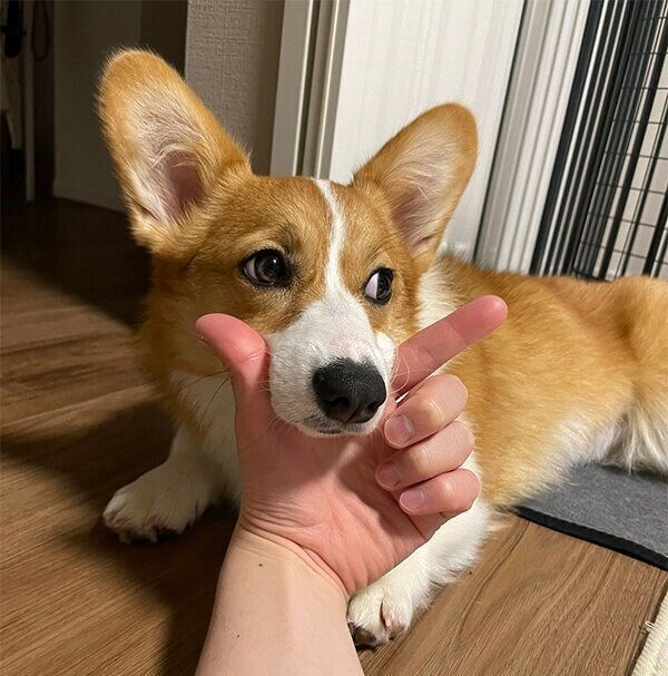 あごのせするもなかちゃん