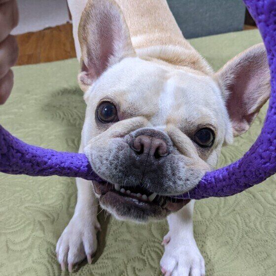 遊ぶフレンチ・ブルドッグ