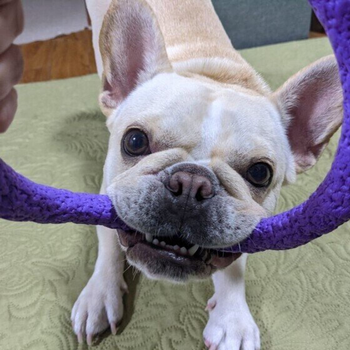 犬が嫉妬しやすい 日常のシーン2例 嫉妬深い性格になりやすい犬には傾向も いぬのきもちweb Magazine 犬が嫉妬しやすい 日常のシーン2例 嫉妬深い性格になりやすい犬には傾向も いぬのきもちweb Magazine