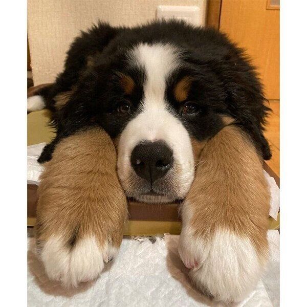 子犬時代のボスくん