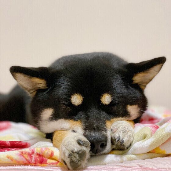 柴のラガーちゃん