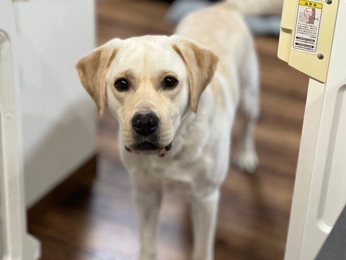 かわいらしい表情で飼い主さんを見つめるテリーくん
