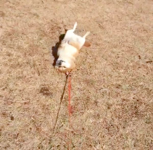 イヤイヤを発動させる柴犬