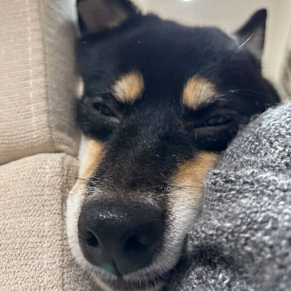 気持ちよさそうに眠るめいちゃん