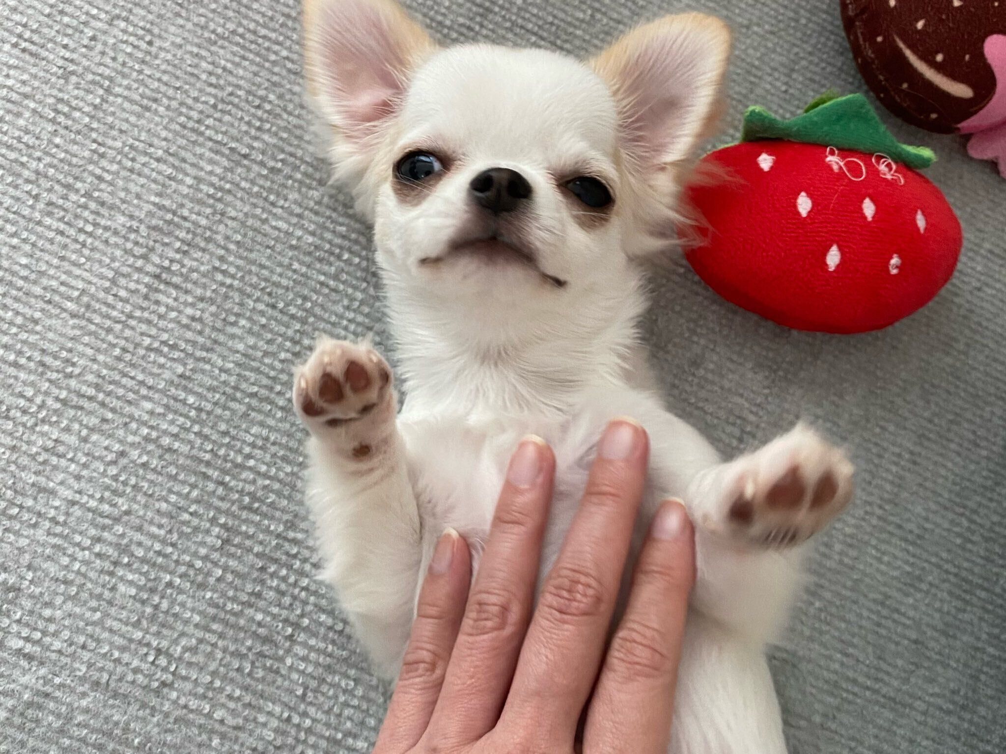 ナデナデしてもらうちとせちゃん