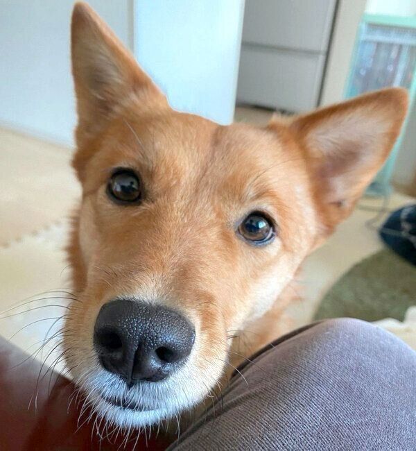 見つめるむぎちゃん