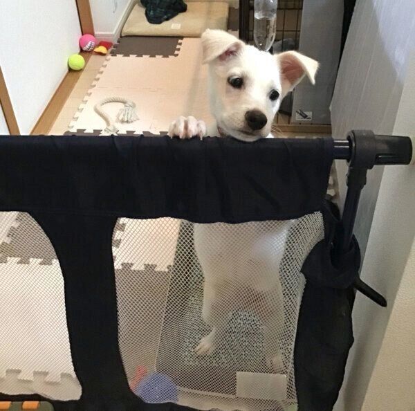 子犬時代のハクちゃん