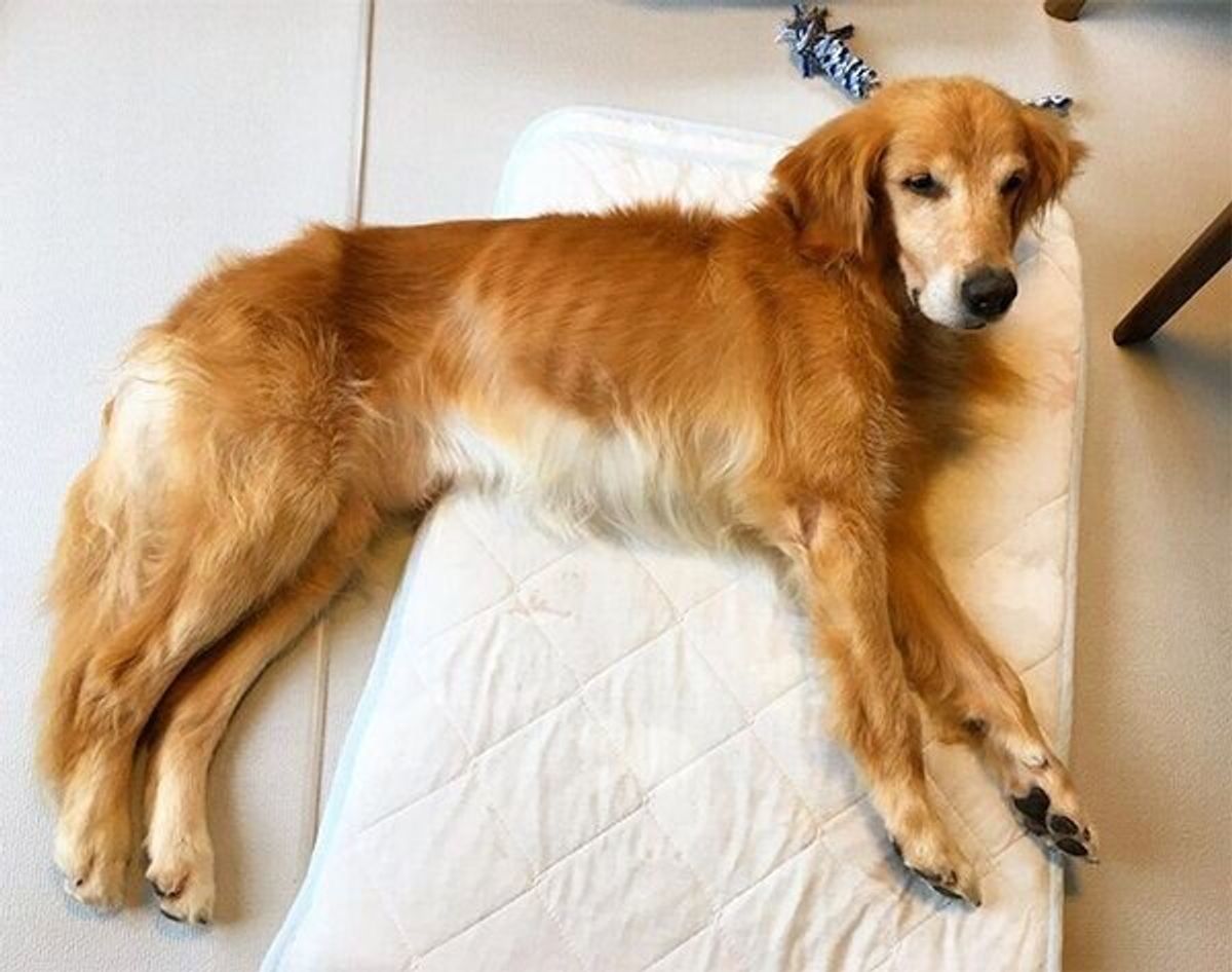 飼育放棄されたゴールデン 新しい飼い主と家族になり 見違えるほどの変化にグッとくる いぬのきもちweb Magazine 飼育放棄されたゴールデン 新しい飼い主と家族になり 見違えるほどの変化にグッとくる いぬのきもちweb Magazine