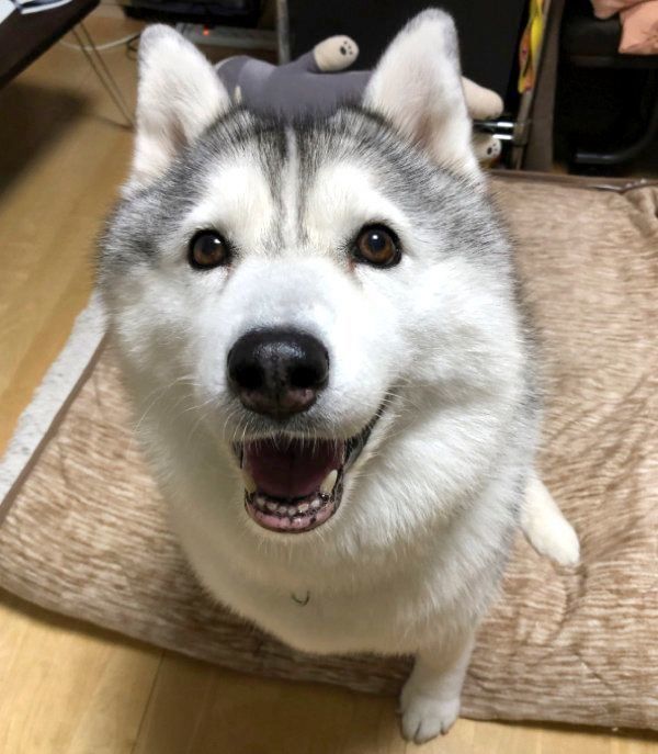 ハスキー 犬 おもしろ 画像
