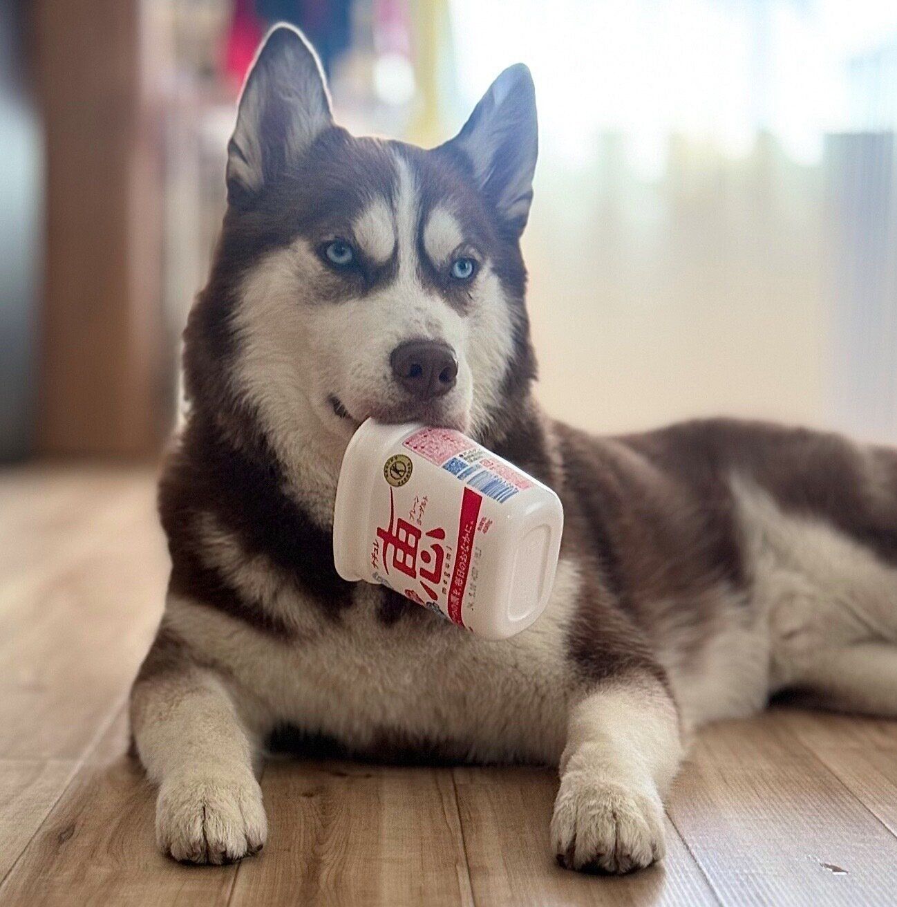ヨーグルトのカップをくわえる大吉くん
