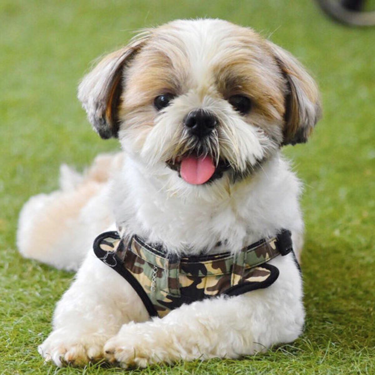 ハイタッチからの ワンコのかわいすぎる姿に悶絶必至 いぬのきもちweb Magazine ハイタッチからの ワンコのかわいすぎる姿に悶絶必至 いぬのきもちweb Magazine