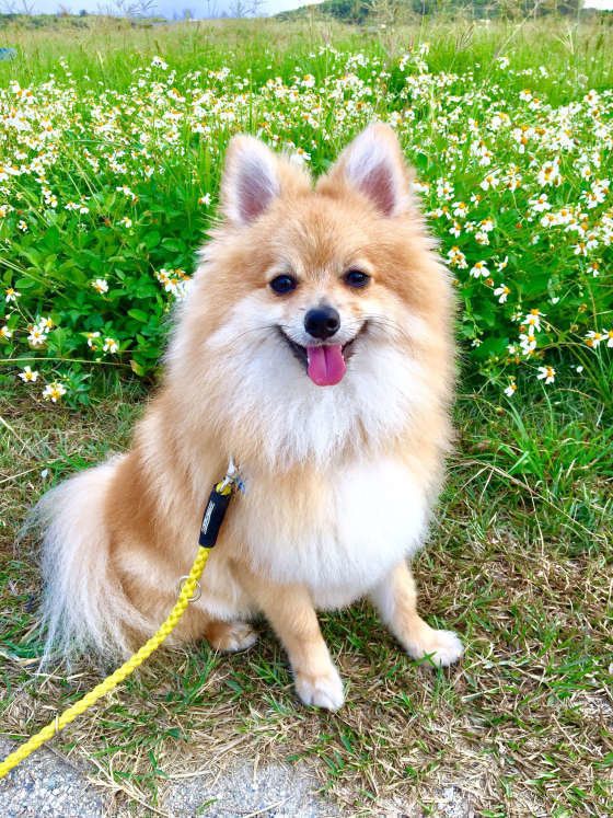 春のお散歩は気持ちがいいね！