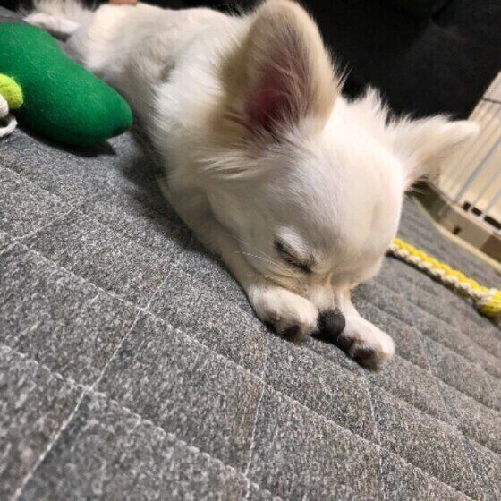 チワワ ぽんずくん