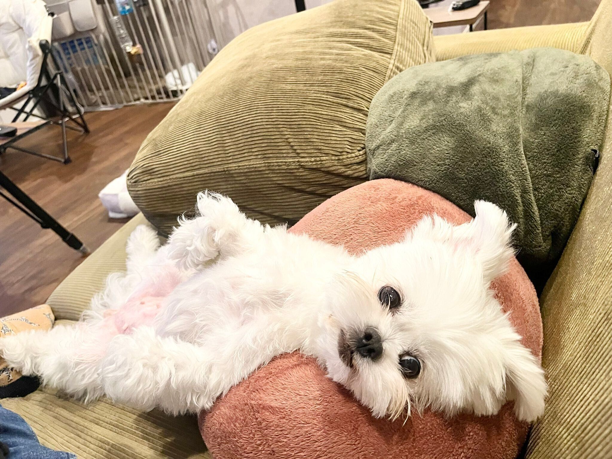 「おなかなでて」と待っているチーズちゃん