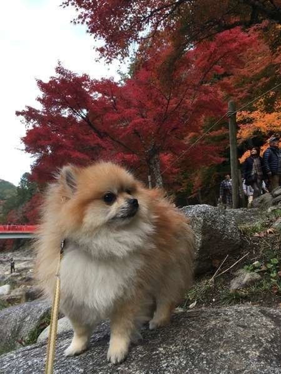 獣医師監修 ポメラニアンのオレンジって 可愛い画像集つきでご紹介 いぬのきもちweb Magazine 獣医師監修 ポメラニアンのオレンジって 可愛い画像集つきでご紹介 いぬのきもちweb Magazine