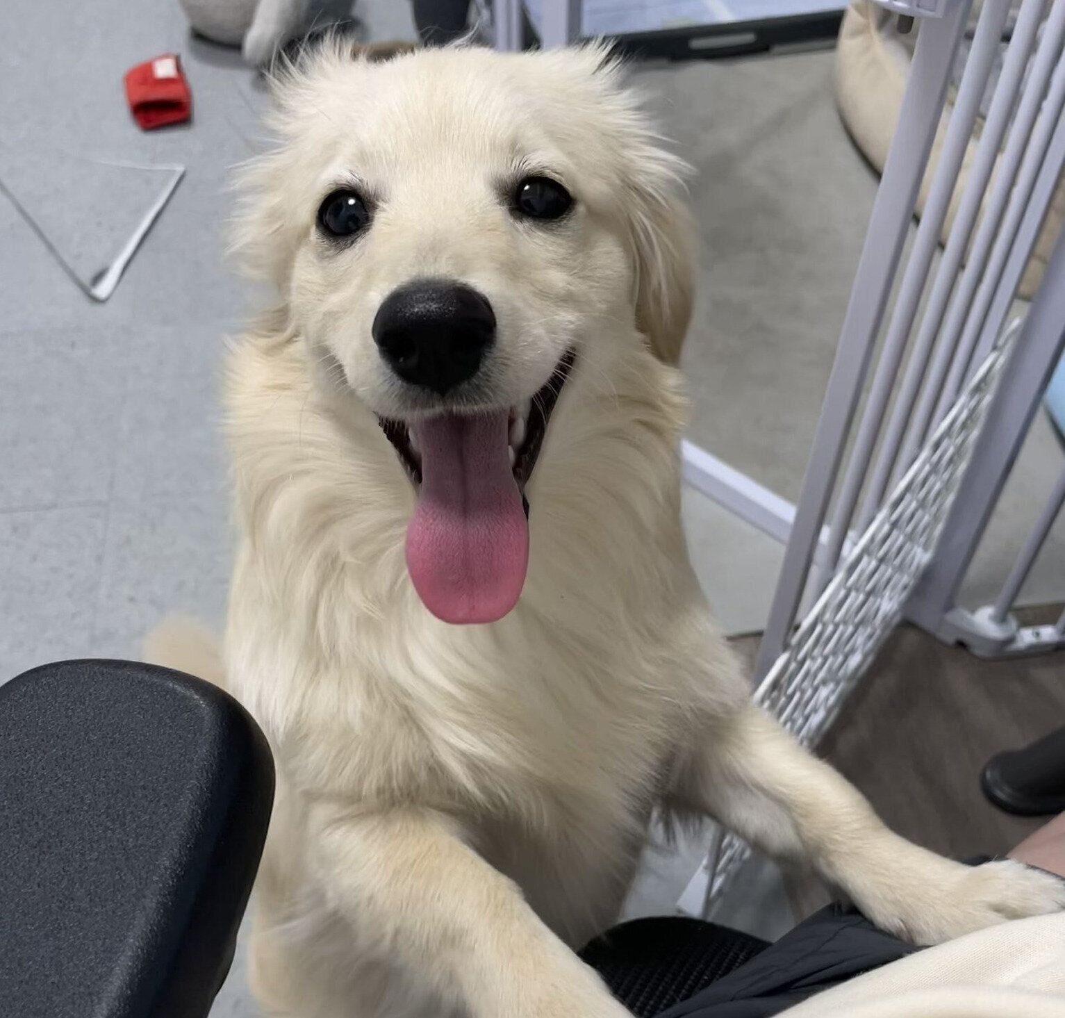 嬉しそうに追い炊き完了を知らせに来たとろろくん