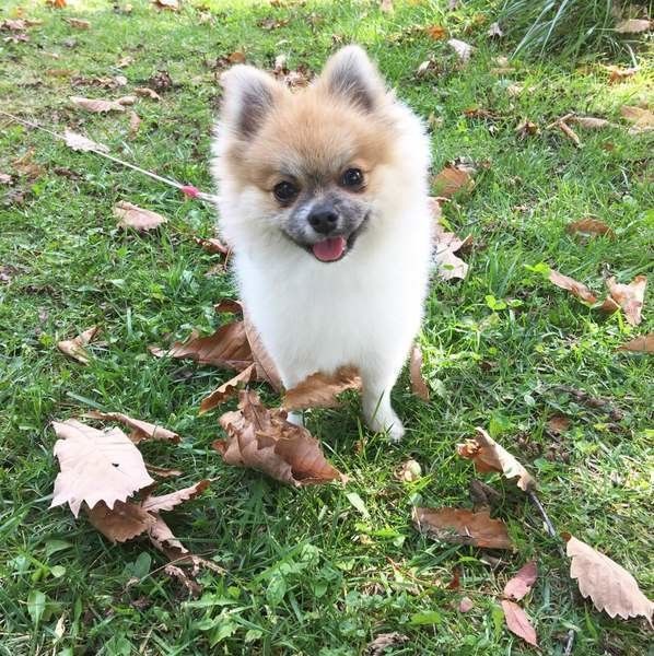 ドライブで落ち葉拾いに出かけたポメラニアン