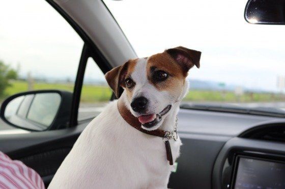 ジャック・ラッセル・テリア