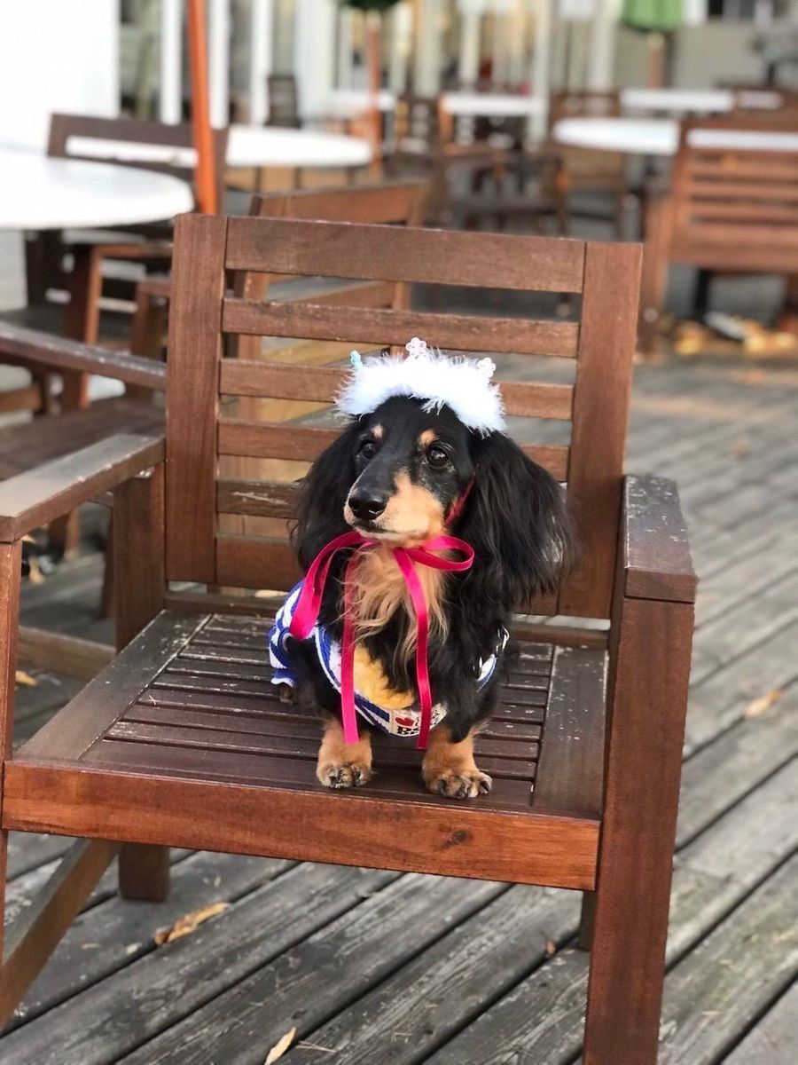 椅子に座るダックス