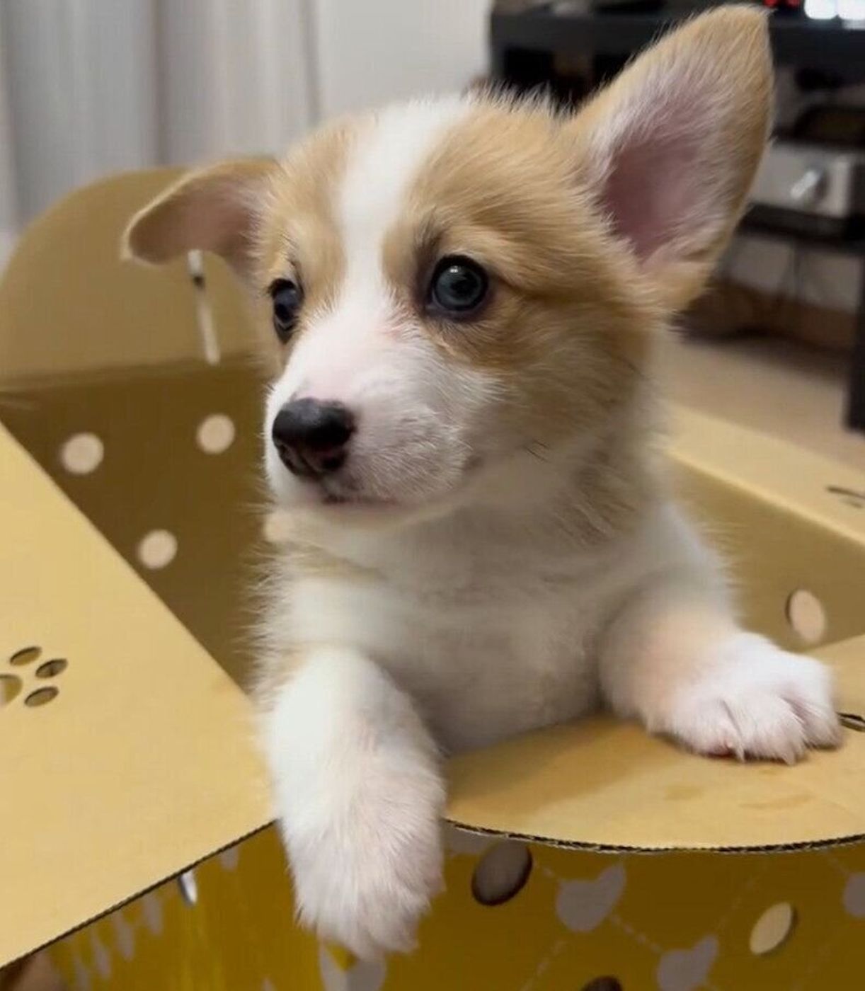 コーギー 子犬