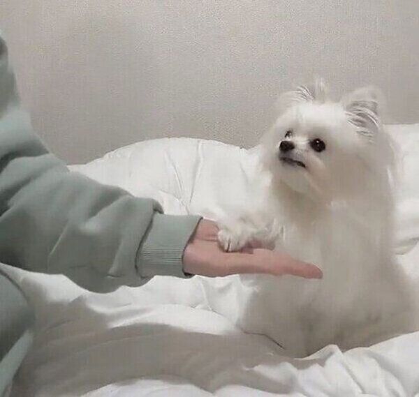 オテをするかわいーぬちゃん