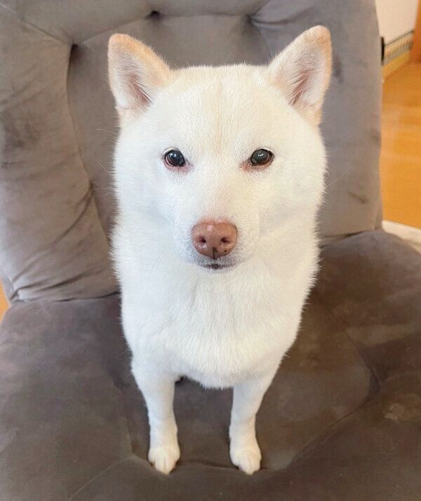 見つめるゆきちゃん