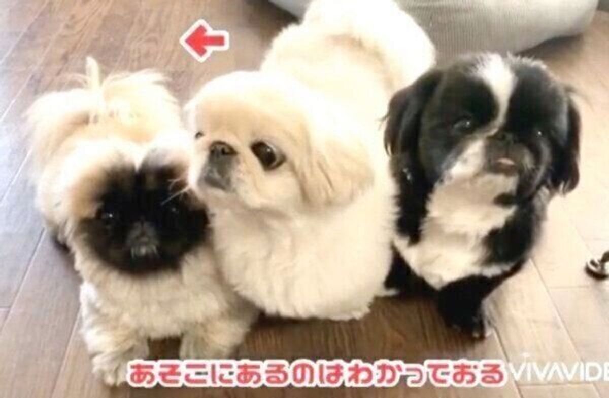 先住犬とともに 可愛い圧 をかける元保護犬 家族になって1年 新たな一面をたくさん見せていた いぬのきもちweb Magazine 先住犬とともに 可愛い圧 をかける元保護犬 家族になって1年 新たな一面をたくさん見せていた いぬのきもちweb Magazine