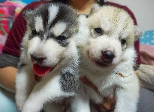 ハスキーの子犬たち