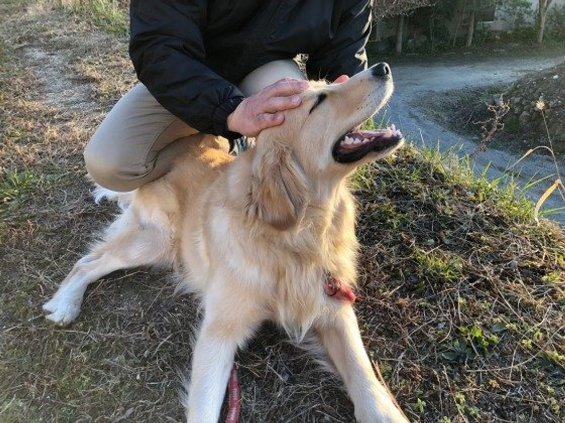 犬はなでられるのが好き は本当 なでなでしたくなる表情の理由は いぬのきもちweb Magazine 犬はなでられるのが好き は本当 なでなでしたくなる表情の理由は いぬのきもちweb Magazine