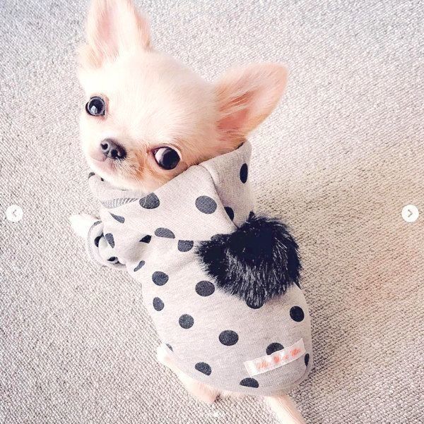 チワワのぽむちゃん