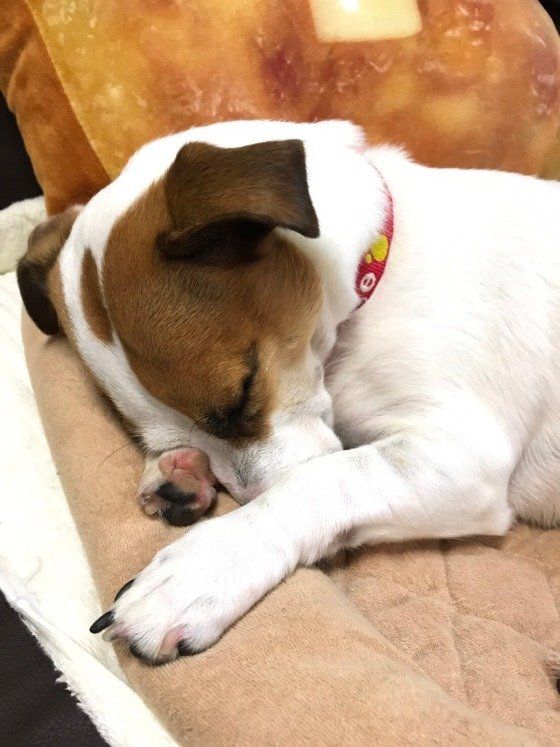 反省したまま寝ているコニーくん