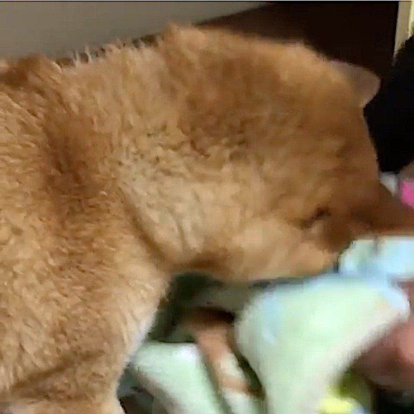 布団も持ってきてくれる柴犬