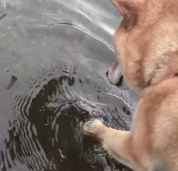 川に映る「お友達」を不思議がる柴犬