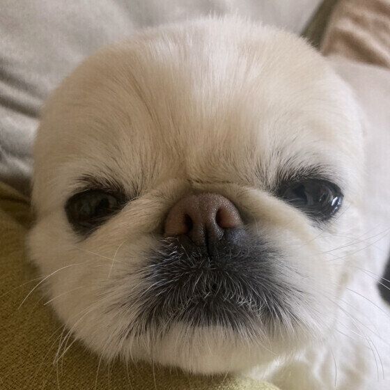ペキニーズのペー子ちゃん