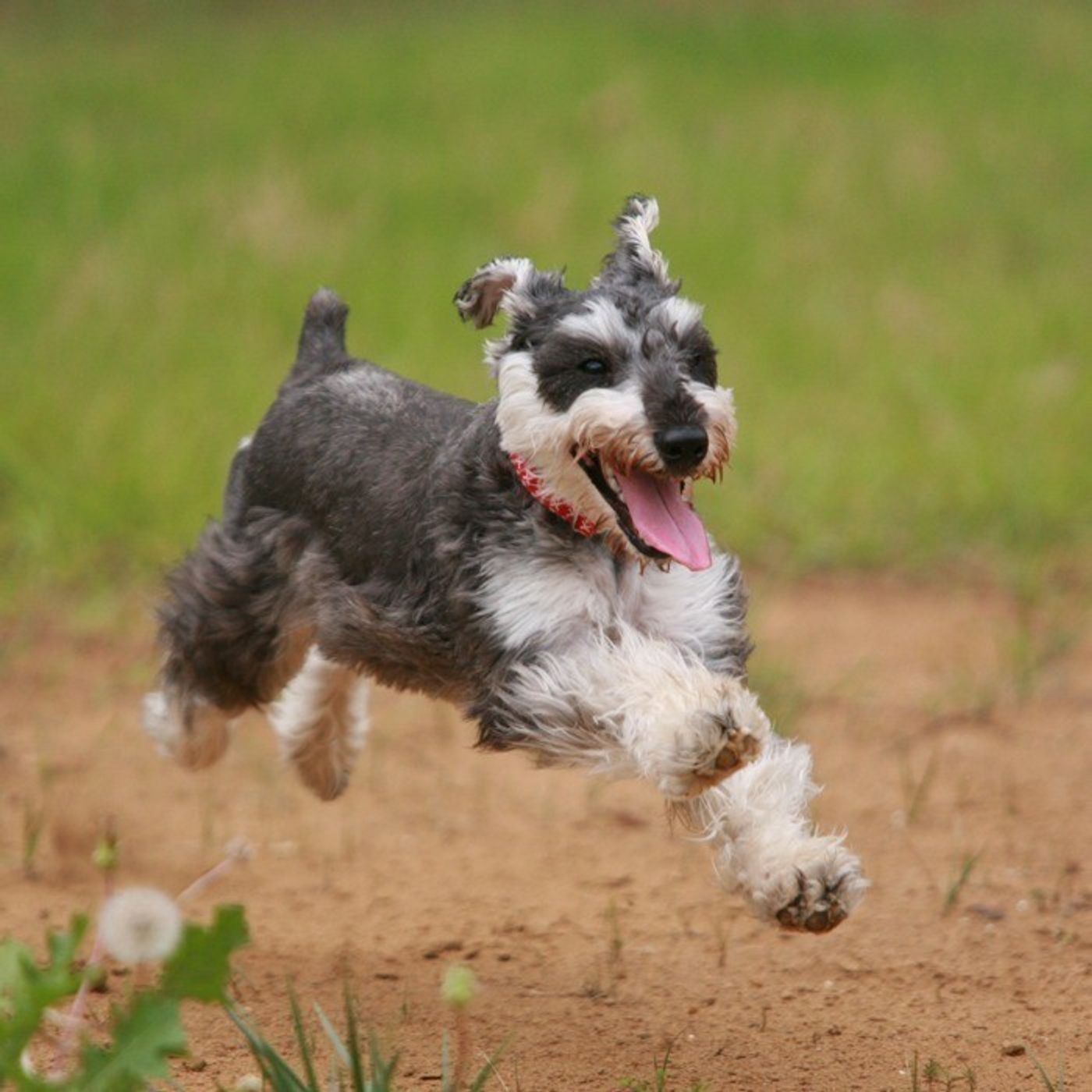ビックリ 犬のスゴイ能力 犬がひと晩で何キロ走れるか知っていますか いぬのきもちweb Magazine ビックリ 犬のスゴイ能力 犬がひと晩で何キロ走れるか知っていますか いぬのきもちweb Magazine
