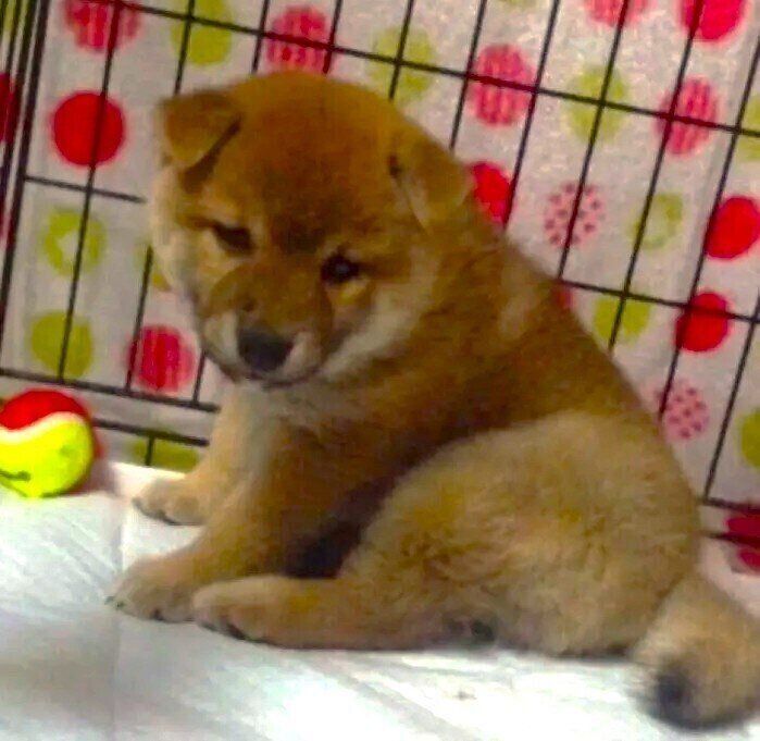 お迎え当時の柴犬