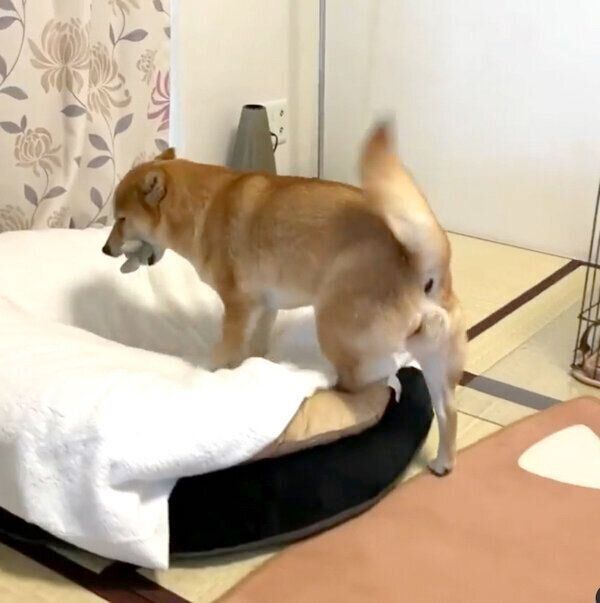 お出迎えするももちゃん