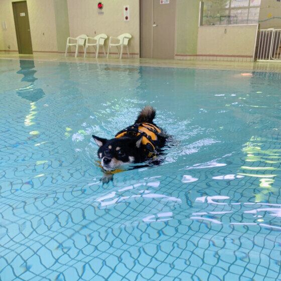 スイスイ上手に泳ぐ柴犬 いぬのきもち