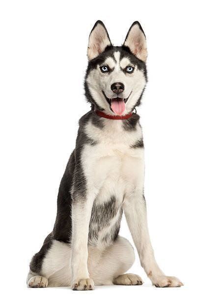 シベリアン・ハスキー